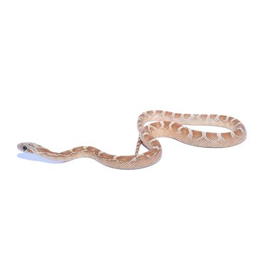 Amber Masque Blood Red Corn Snake